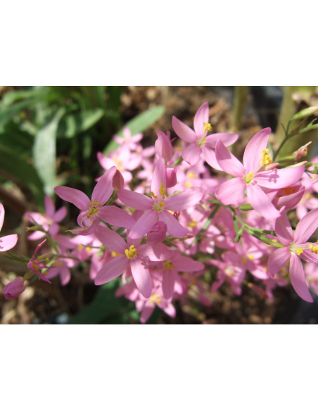 Centaury