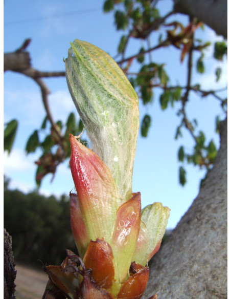 Chestnut Bud