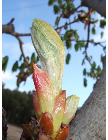 Chestnut Bud