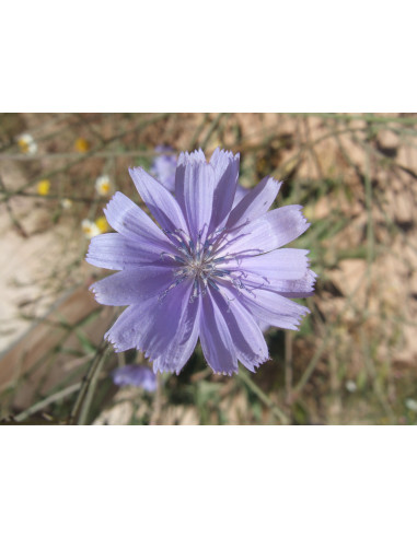 Chicory