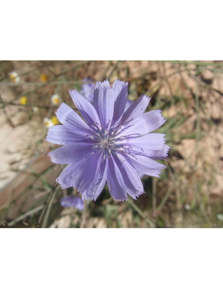 Chicory