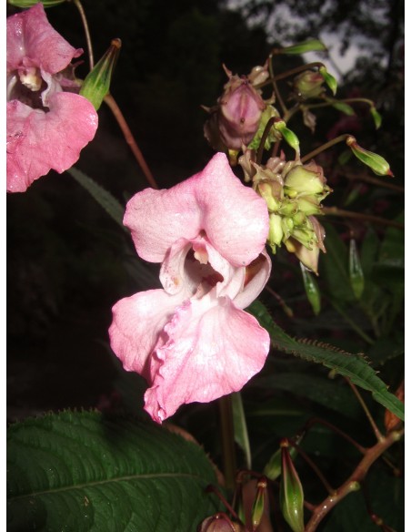 Impatiens