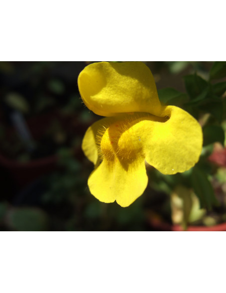 Mimulus