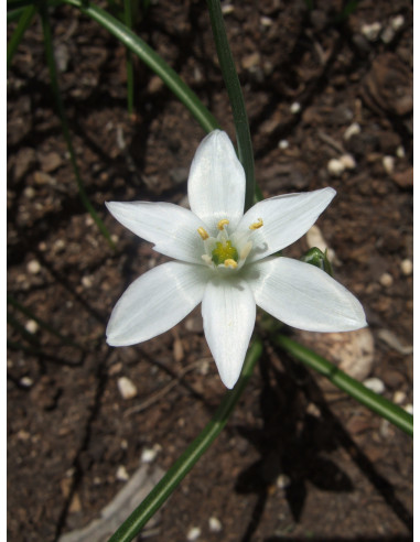 Star of Bethlehem