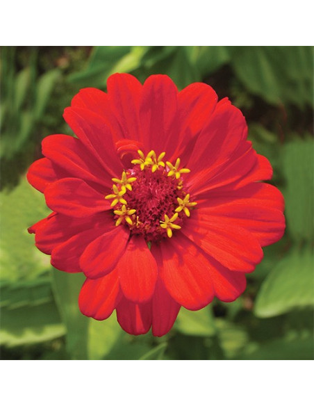 Zinnia (Zinnia elegans) - 30 ml FES
