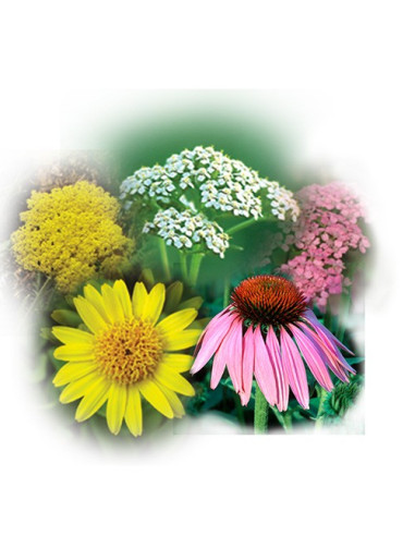Yarrow Environmental Solution