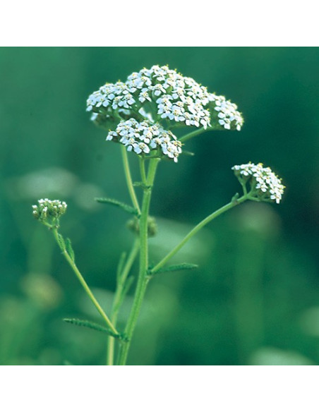Yarrow