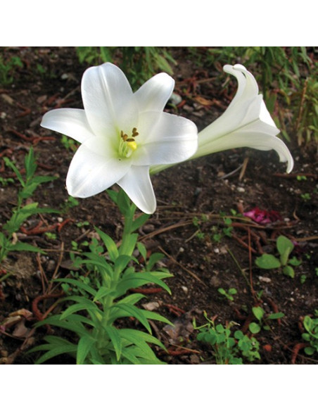 Easter Lily (Lilium longiflorum) - 30 ml FES