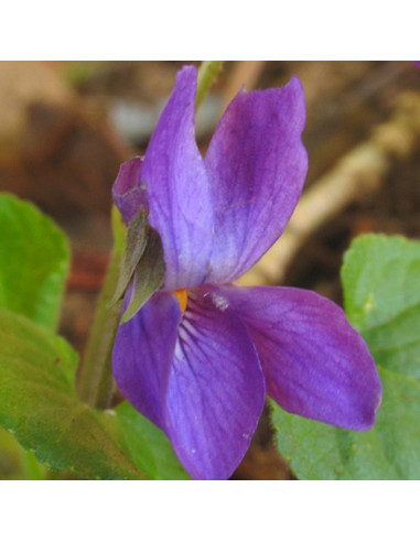 Violet (Viola odorata) - 30 ml FES