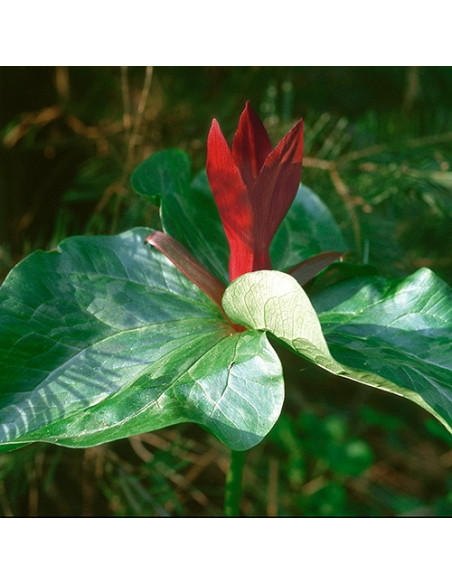 Trillium (Trillium chloropetalum) - 30 ml FES