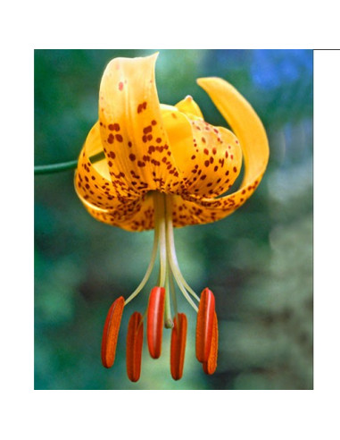 Tiger Lily (Lilium humboldtii) - 30 ml FES