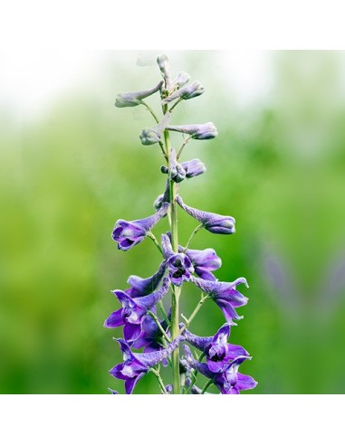 Tall Mt. Larkspur (Delphinium glaucum) - 7.5 ml FES