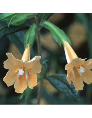 Sticky Monkeyflower (Mimulus aurantiacus) - 30 ml FES
