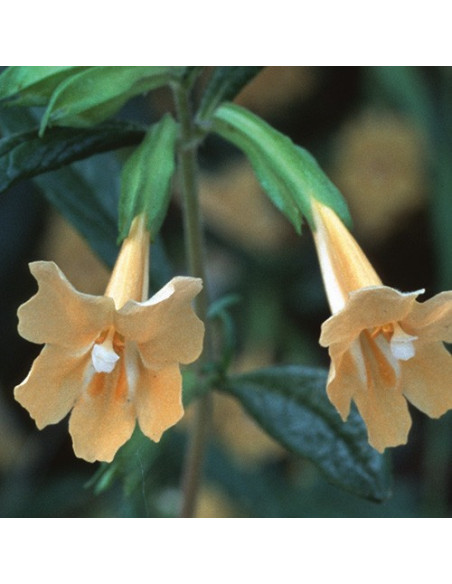 Sticky Monkeyflower (Mimulus aurantiacus) - 30 ml FES