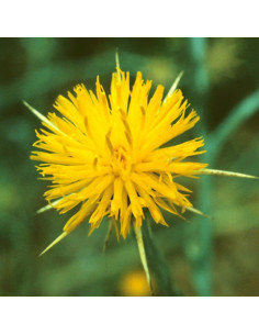 Star Thistle 2