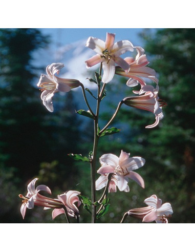 Shasta Lily (Lirio Shasta / Lilium washingtonianum) 30 ml FES