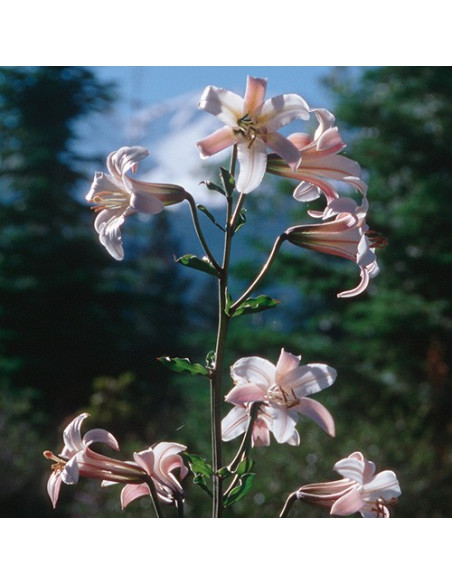 Shasta Lily (Lirio Shasta / Lilium washingtonianum) 30 ml FES