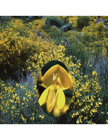 Scotch Broom (Cytisus scoparius) - 30 ml FES