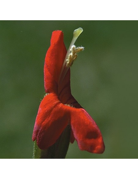 Scarlet Monkeyflower