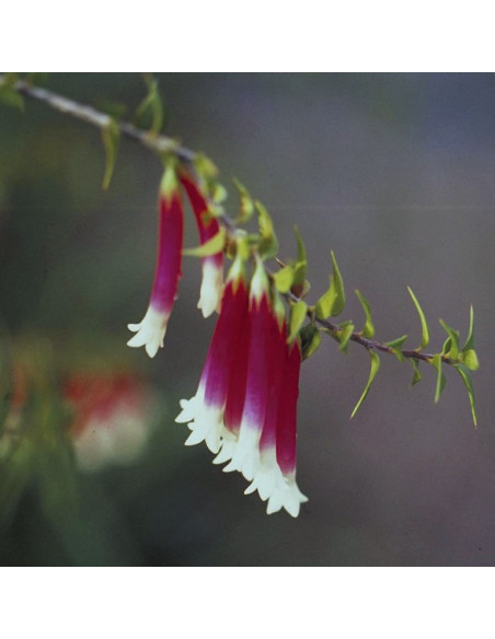 Bush Fuchsia