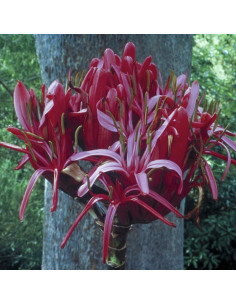 Gymea Lilly 2
