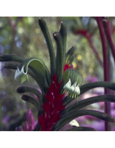 Kangaroo Paw