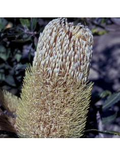 Old Man Banksia 2