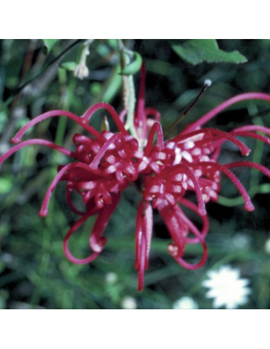 Red Grevillea