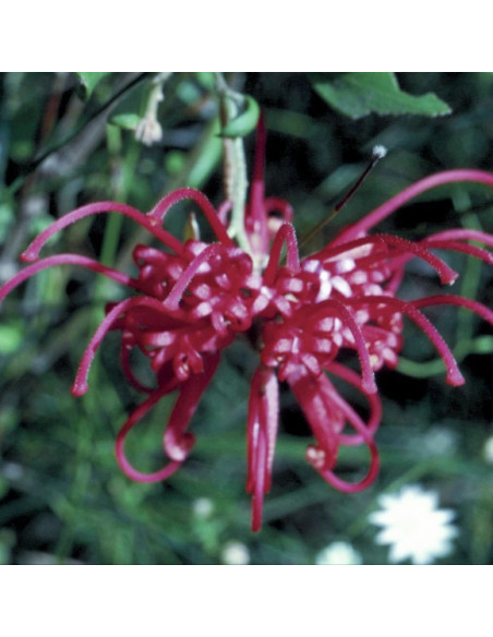 Red Grevillea
