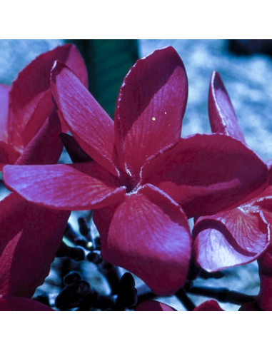 Red Suva Frangipani