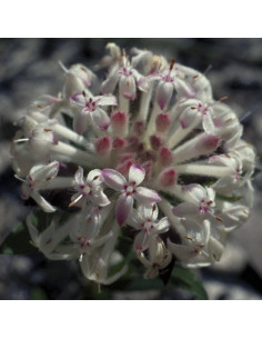 Slender Rice Flower 2