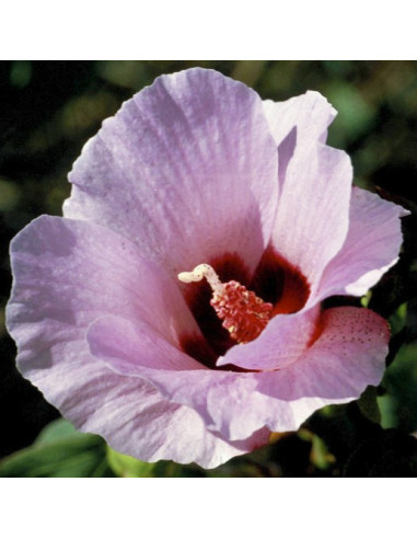 Sturt Desert Rose
