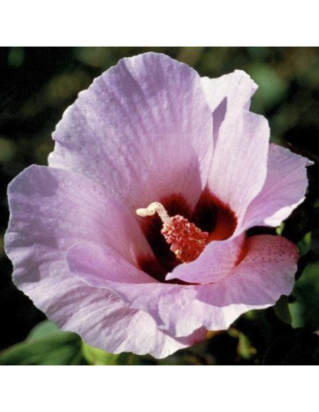 Sturt Desert Rose