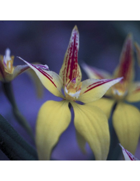 Yellow Cowslip Orchid