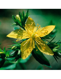 Saint John's Wort 2
