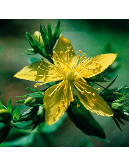 Saint John's Wort (Hypericum perforatum) - 30 ml FES