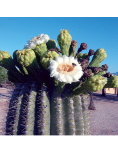 Saguaro 2