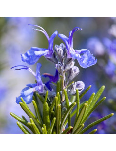 Rosemary 2
