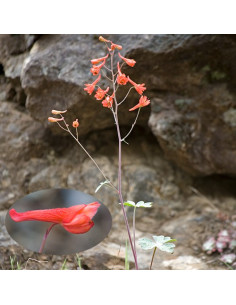 Red Larkspur 2