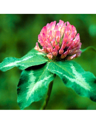Red Clover (Trifolium pratense) - 30 ml FES
