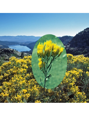 Rabbitbrush (Chrysothamnus nauseosus) - 30 ml FES
