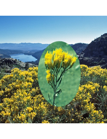 Rabbitbrush (Chrysothamnus nauseosus) - 30 ml FES