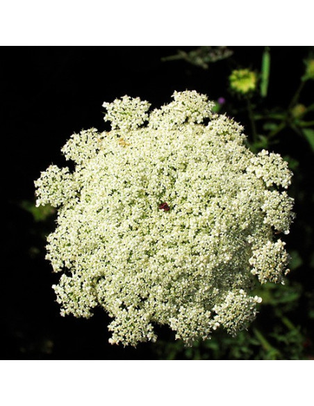 Queen Anne's Lace