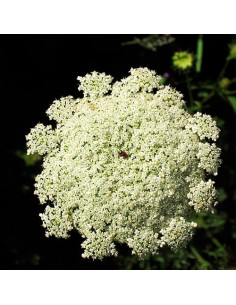 Queen Anne's Lace 2