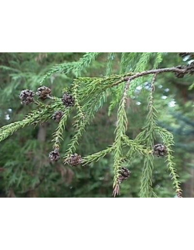 Buganvilla 10 ml Investigacion El Jardi de Les Essencies