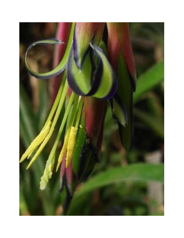 Buganvilla 10 ml Investigacion El Jardi de Les Essencies