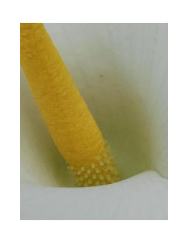 Lirio de Pascua (Lilium longiflorum) 10 ml Esencia Experimental El Jardi de Les Essencies