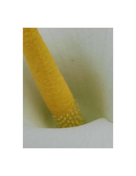 Lirio de Pascua (Lilium longiflorum) 10 ml Esencia Experimental El Jardi de Les Essencies
