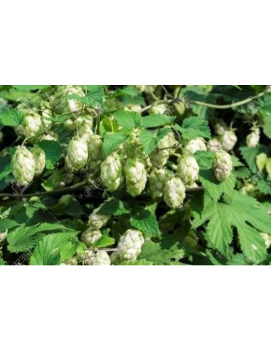 Buganvilla 10 ml Investigacion El Jardi de Les Essencies