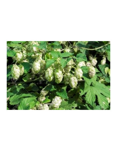 Buganvilla 10 ml Investigacion El Jardi de Les Essencies